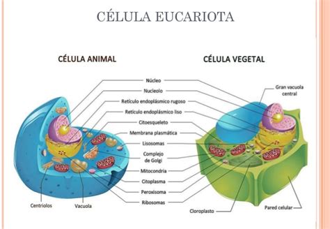 Celulas Procariotas y Eucariotas