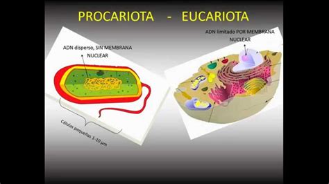 Células procariotas y eucariotas   YouTube