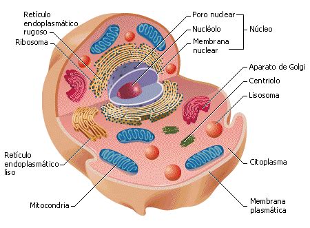 Celulas Somaticas Y Reproductoras