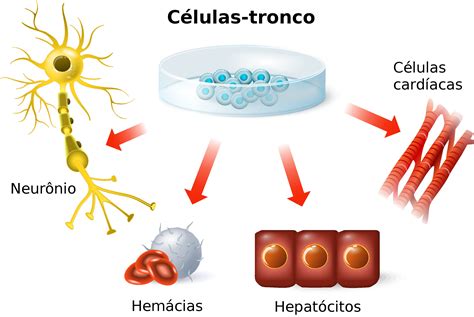 Células tronco   Biologia   InfoEscola