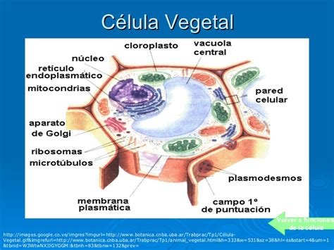 Celulas Vegetal Y Animal