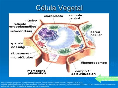 Celulas vegetal y animal