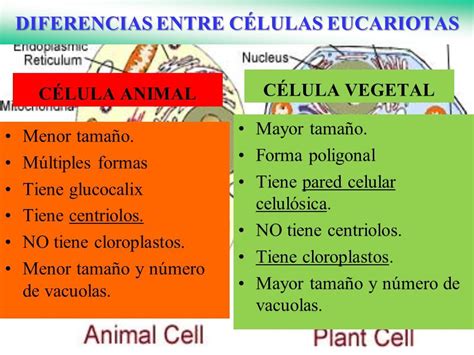 Células vegetales Vs células animales: Cuadros ...