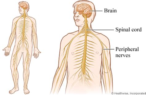 Central And Peripheral Nervous System