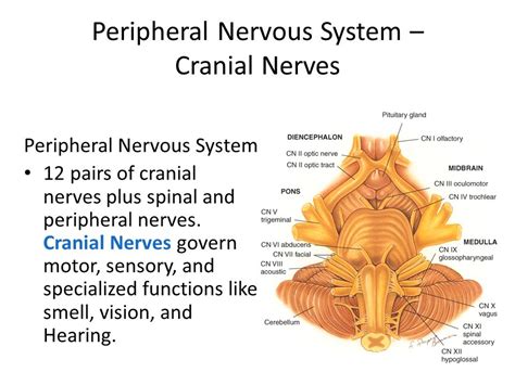 Central and Peripheral Nervous System — Key Definitions ...
