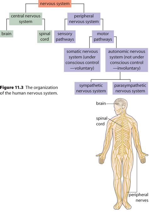 Central Nervous System And Peripheral Nervous System Chart ...