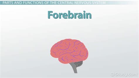 Central Nervous System: Definition, Function & Parts ...