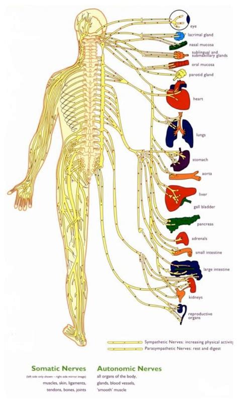 Central Nervous System Diagram For Kids | Artes ...