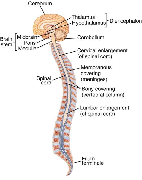 Central Nervous System | www.pixshark.com   Images ...