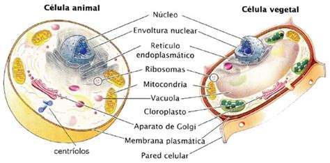 Centro de Copiado JK: Celulas   Eucariotas y Procariotas ...