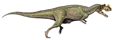 Ceratosaurus   Wikipedia, la enciclopedia libre