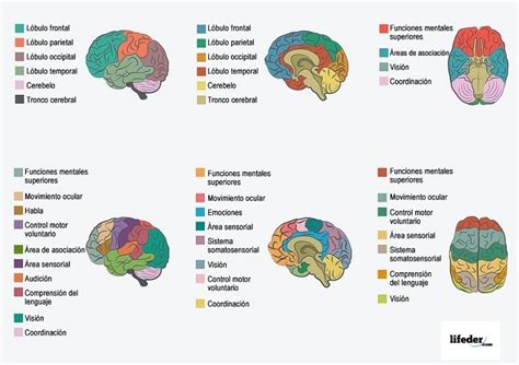 Cerebro Humano: Funciones y Partes  con Imágenes