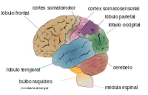 Cerebro humano   Wikipedia, la enciclopedia libre