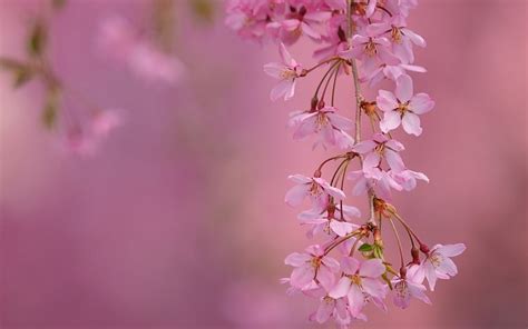 cerezo flores de la floración rama macro primavera fondos ...