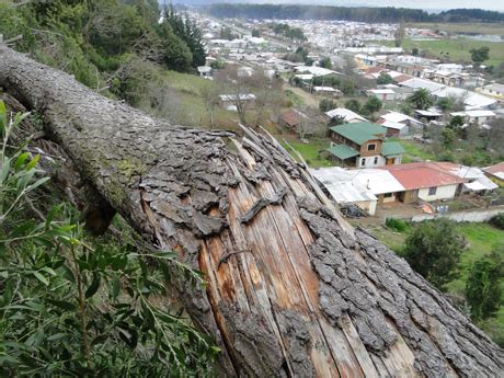 Cerros y árboles amenazan con desplomarse en viviendas del ...