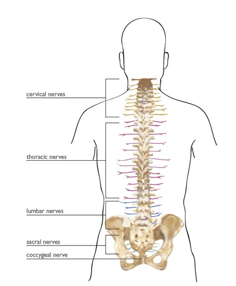 cervical and thoracic spine nerves