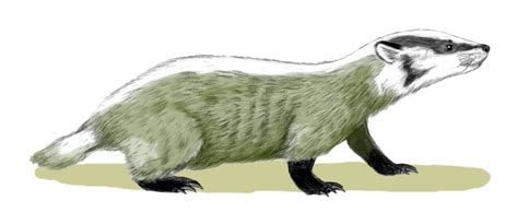 Chamitataxus avitus  Prehistoric Badger    Wiki; DISPLAY ...