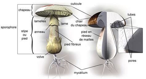 Chapeau  champignon  — Wikipédia