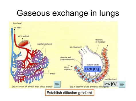 Chapter 10 Lesson 2   Gaseous Exchange in the Lungs and ...