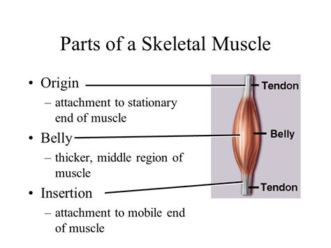 Chapter 10 The Muscular System   ppt video online download
