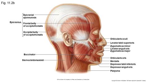 Chapter 11, Part 2 Muscles of the head and Neck   ppt ...
