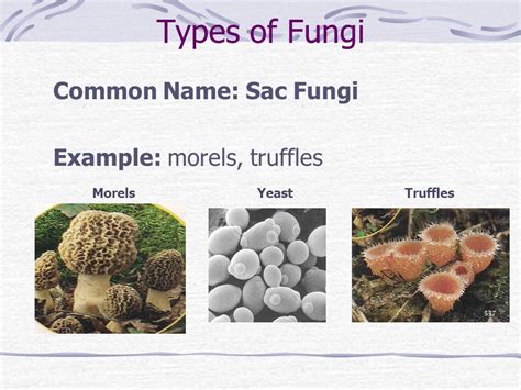 Chapter 21: Kingdom Fungi Notes   ppt download