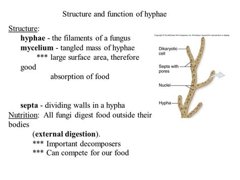 Chapter 31 Fungi.   ppt video online download