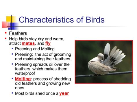 Characteristics of a Bird images