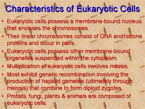 Characteristics of Eukaryotic Cells