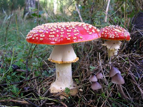 Characteristics of Fungi | Boundless Biology
