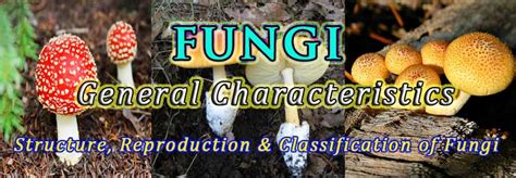 Characteristics of Fungi Key Points + PPT | easybiologyclass