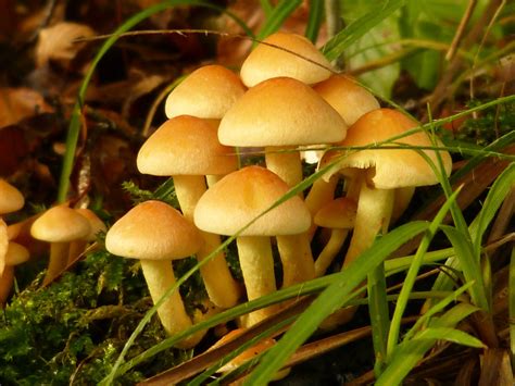Characteristics of Fungi | Ms. Hui s Teaching Blog