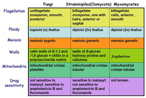 Characteristics of Fungi | Mycology   All you need to know