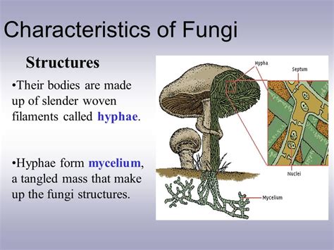 Characteristics of Fungi   ppt video online download