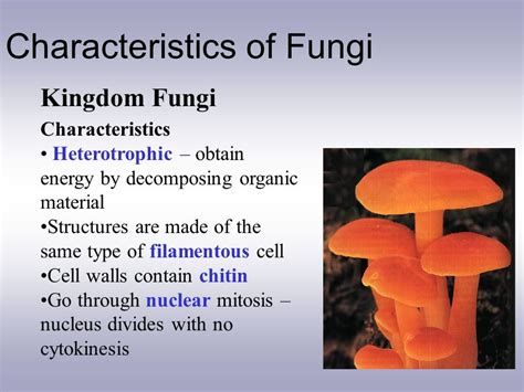 Characteristics of Fungi   ppt video online download