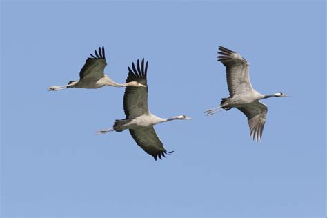 Charla sobre las aves migratorias | Alzuza