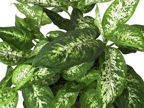 Charming Dieffenbachia is Poisonous to Pets Including Dogs ...