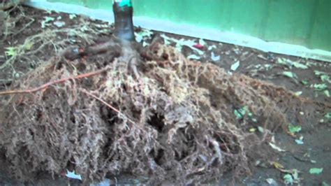 Cheap Plants  Bare Root Is the Way To Buy Plants Online ...