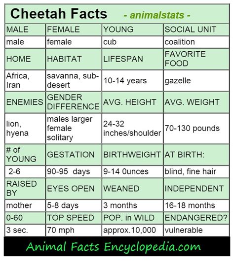 Cheetah Facts   Animal Facts Encyclopedia
