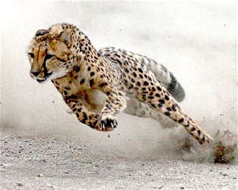 Cheetah running at full speed | wolves, huskies and cats ...