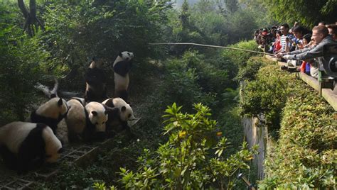 Chengdú, donde viven los pandas | El Viajero | EL PAÍS