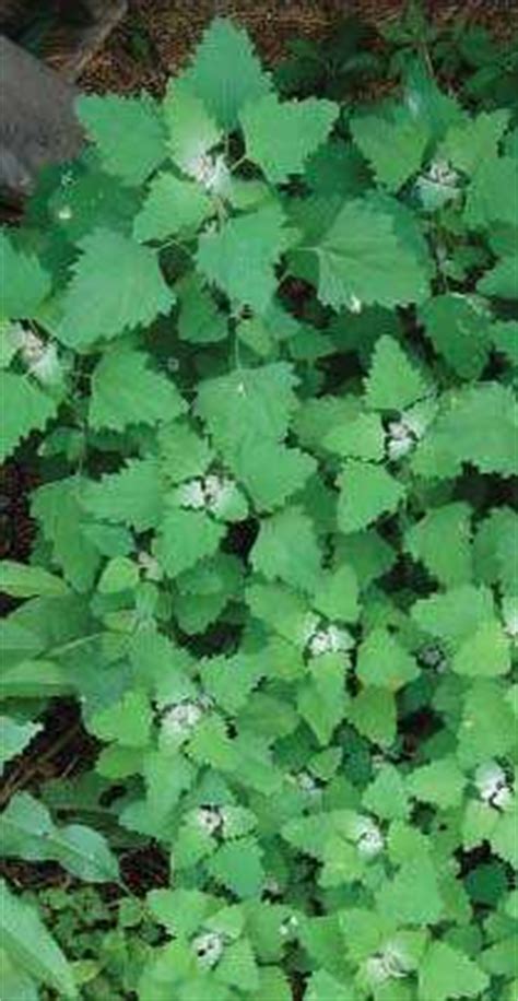 Chenopodium | Article about Chenopodium by The Free Dictionary