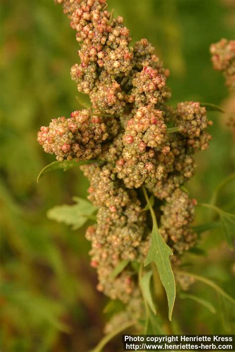 Chenopodium quinoa; Quinoa