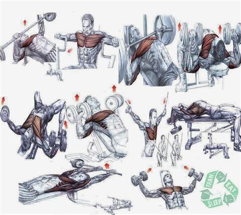 Chest Workouts » Health And Fitness Training