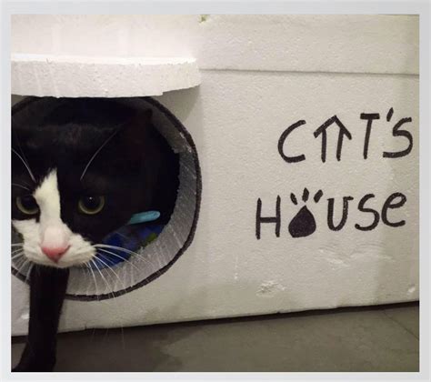 chica de gatos, cats house construye casas para gatos ...
