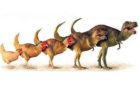 Chicken Dinosaur Evolution | www.imgkid.com   The Image ...