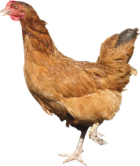 Chicken PNG Transparent Chicken.PNG Images. | PlusPNG