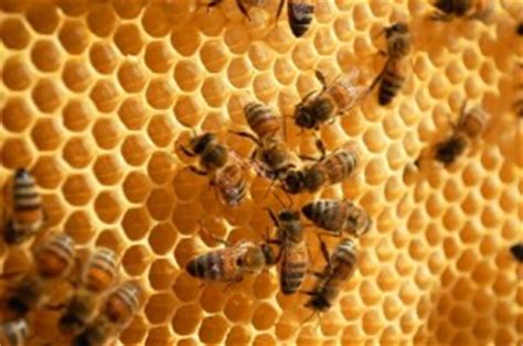 Chicos » ¿Cómo hacen la miel las abejas?