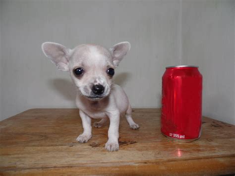 Chihuahua Hembra Blanca   Venta de Perros Chihuahua Mini ...