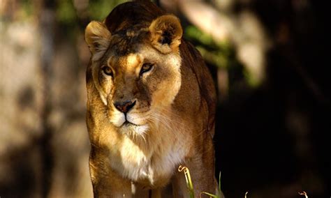 Child or Adult Zoo Admission   Oakland Zoo | Groupon